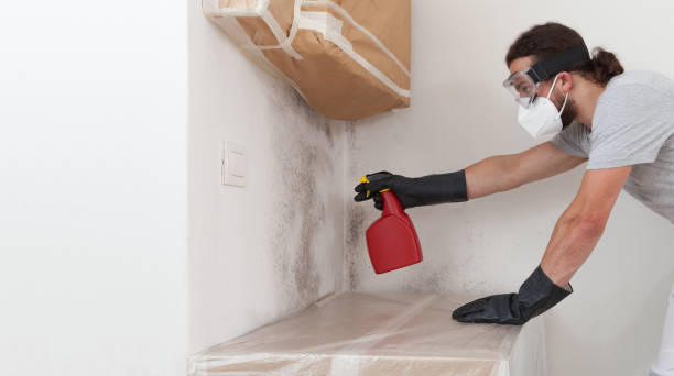 Professional Mold Remediation technician working in Ridge, NY